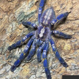 p. metallica (gooty sapphire ornamental) 2"