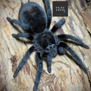 g. pulchra (brazilian black) 1.5"