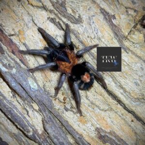 P. Elegans (Elegant Phormictopus) 2cm