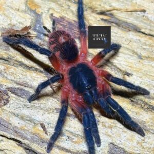 Cubanana Cristinae (Panama Lava Tarantula) 1.5cm