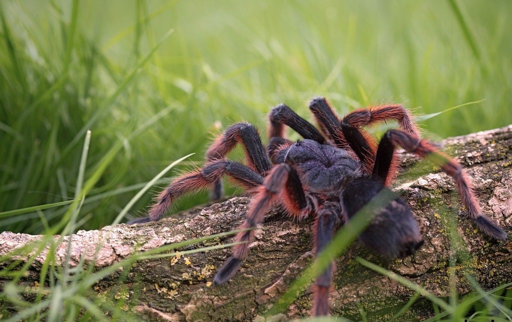IMG_0057 G. Anthracina (Brazilian Anthracina) 2cm - Image 2