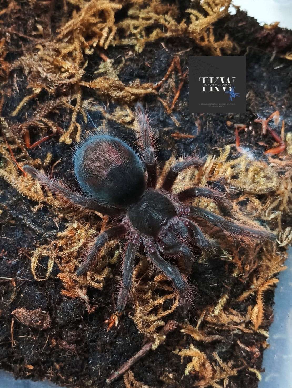 IMG_0058 G. Anthracina (Brazilian Anthracina) 2cm