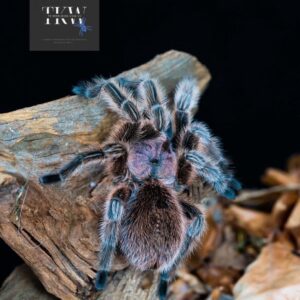 G. Rosea PCF Variant