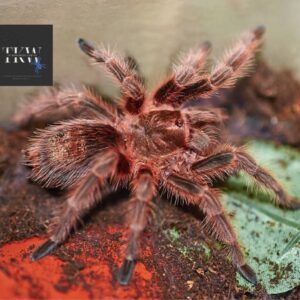 G. Rosea RCF Variant