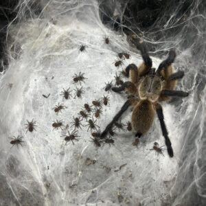 M. Balfouri (Socotra Island Blue Baboon Tarantula) 1"