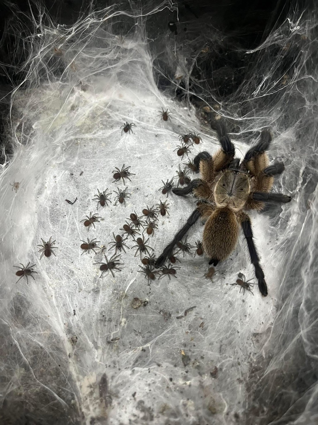 IMG_0076 M. Balfouri (Socotra Island Blue Baboon Tarantula) 1"