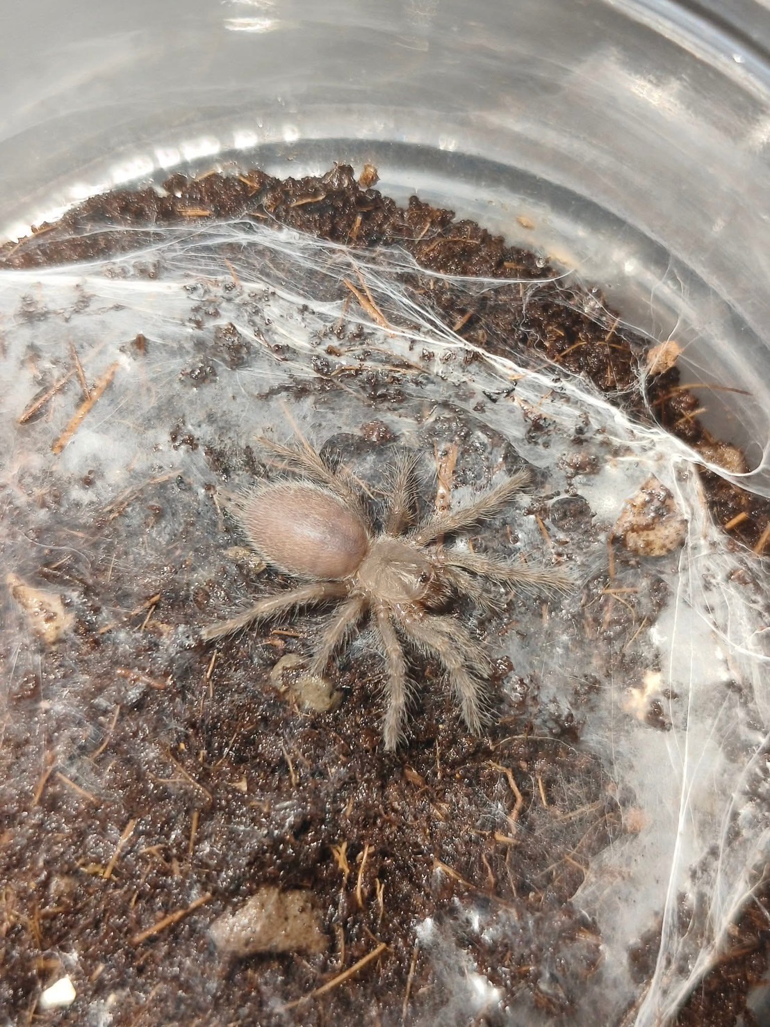 IMG_0077 M. Balfouri (Socotra Island Blue Baboon Tarantula) 1" - Image 2