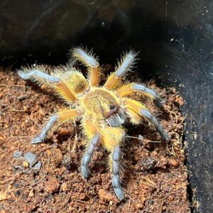 H. Pulchripes 1"