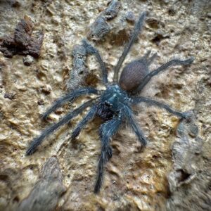 Chilobrachys Natanicharum (Electric Blue Tarantula) 1"