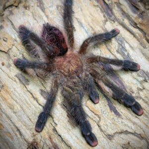 Avicularia Pucallpa 4.5" (NMF)