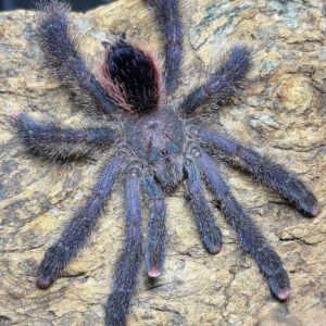 Avicularia sp. (Peru Purple) 4" (NMF)
