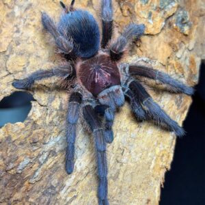 P. Cancerides (Haitian Brown Tarantula) 2.5"