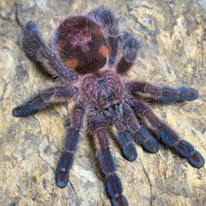 Ybyrapora diversipes 3"