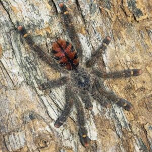 Home A. Rufa Brazil 2" (NMF)