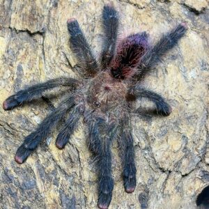 Home A. Pucallpa 5" (NMF)