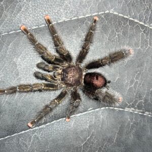 Home A. Pucallpa 4.5” (NMM)