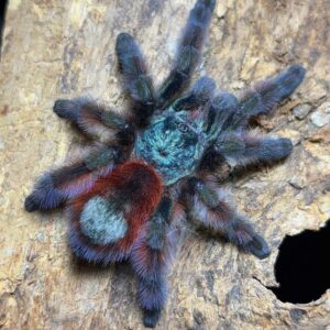 C. Versicolor 4.5” (NMF)