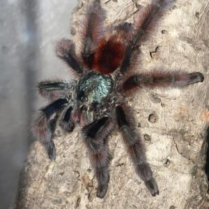 C. Versicolor 4” (NMM)