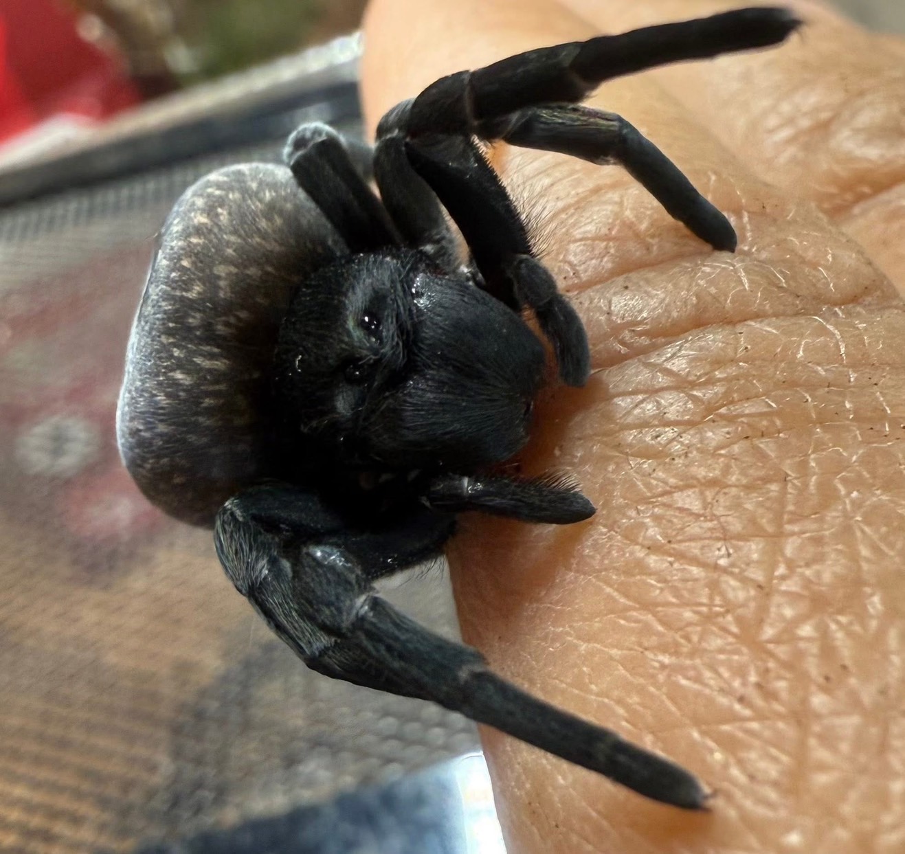 IMG_0096 Eresus Walkenaeri (Velvet Spider) 1 cm - Image 3