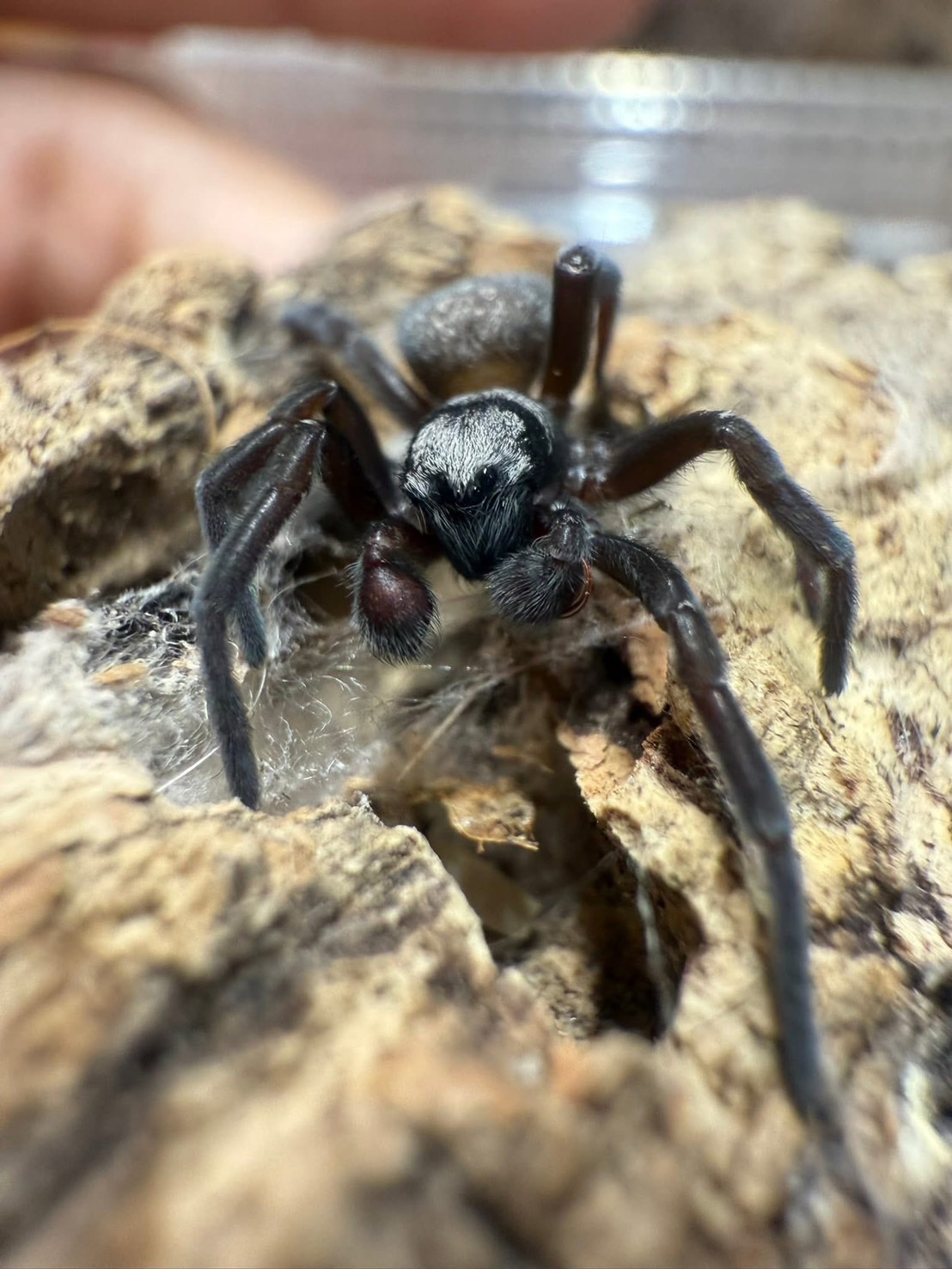IMG_0097 Eresus Walkenaeri (Velvet Spider) 1 cm - Image 2