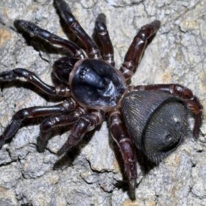 Cyclocosmia (Oreo Trapdoor Spider)