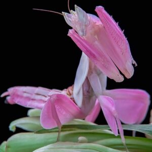 Hymenopus Coronatus (Orchid Mantis)