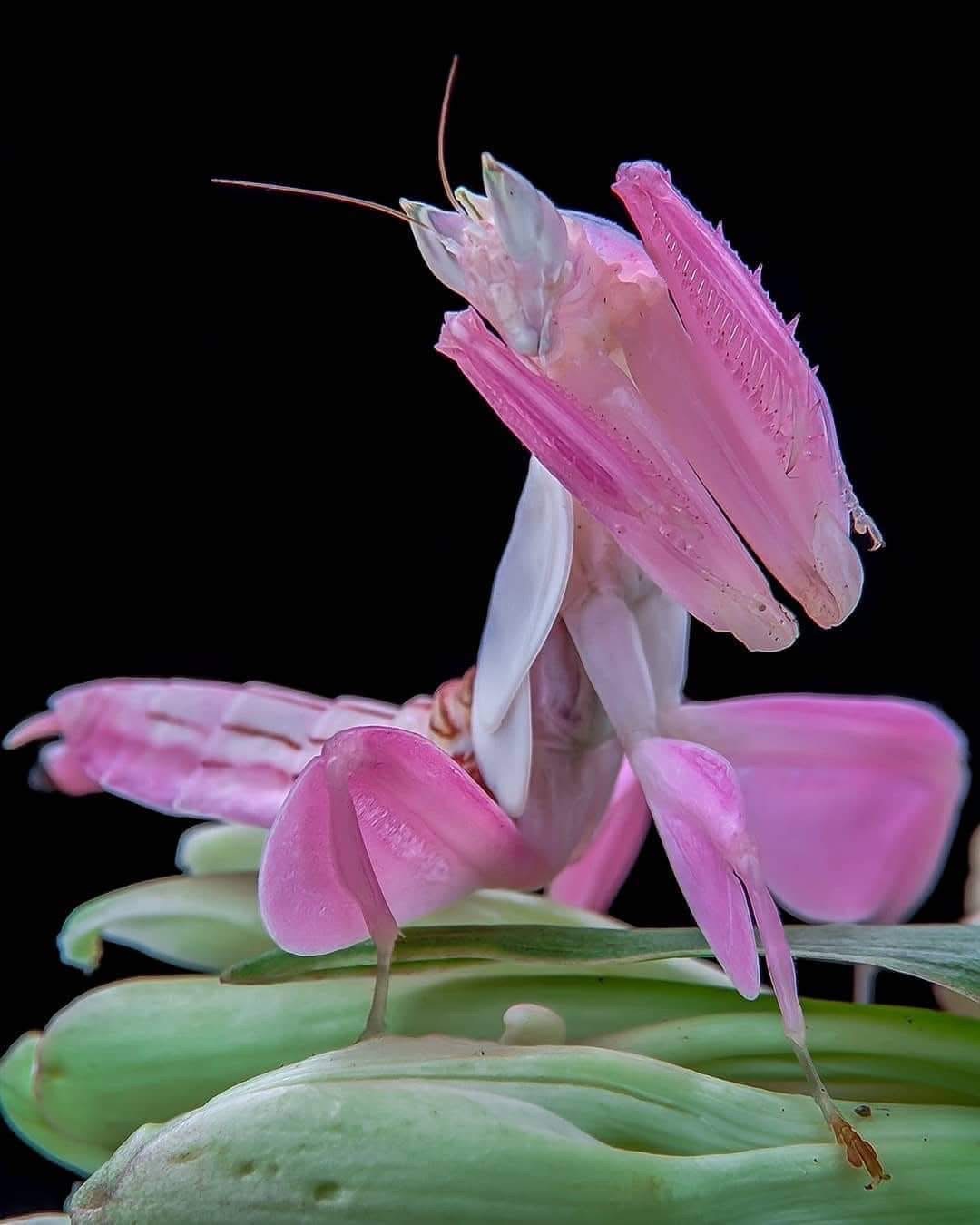 IMG_0105 Hymenopus Coronatus (Orchid Mantis)